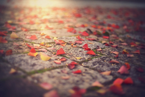 描寫情感的味美句子